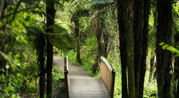 wooden bridge over stream surrounded by NZ native ferns